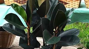 Ficus elastica Burgundy
